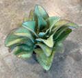 Mother of Thousands Kalanchoe